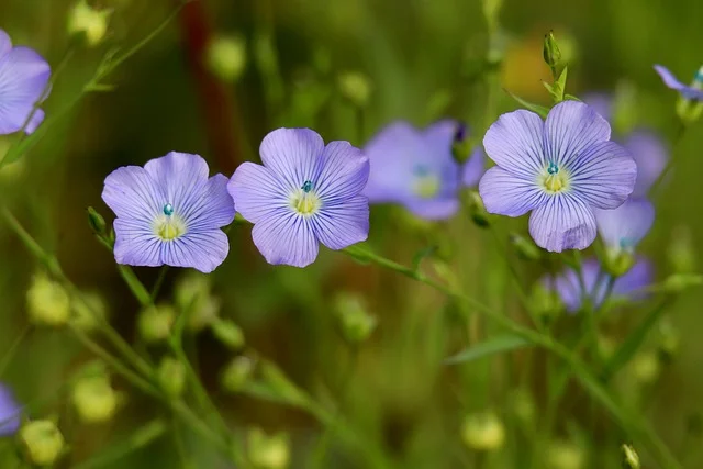 Siemię lniane i roślina lniana — źródło naturalnego oleju do impregnacji drewna