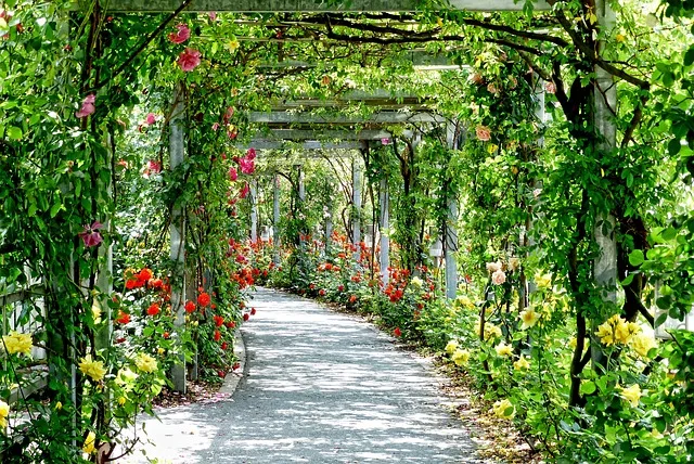 Pergola Drewniana z Modrzewia - Projekt i Budowa Krok po Kroku 2026